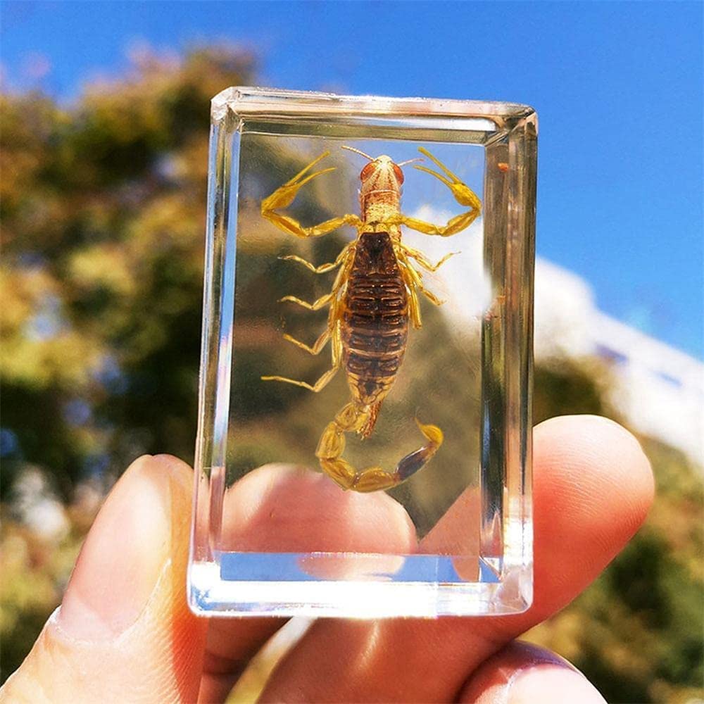 Amazon.co.jp: 5個の昆虫樹脂標本、本物のサソリ昆虫人工琥珀樹脂標本