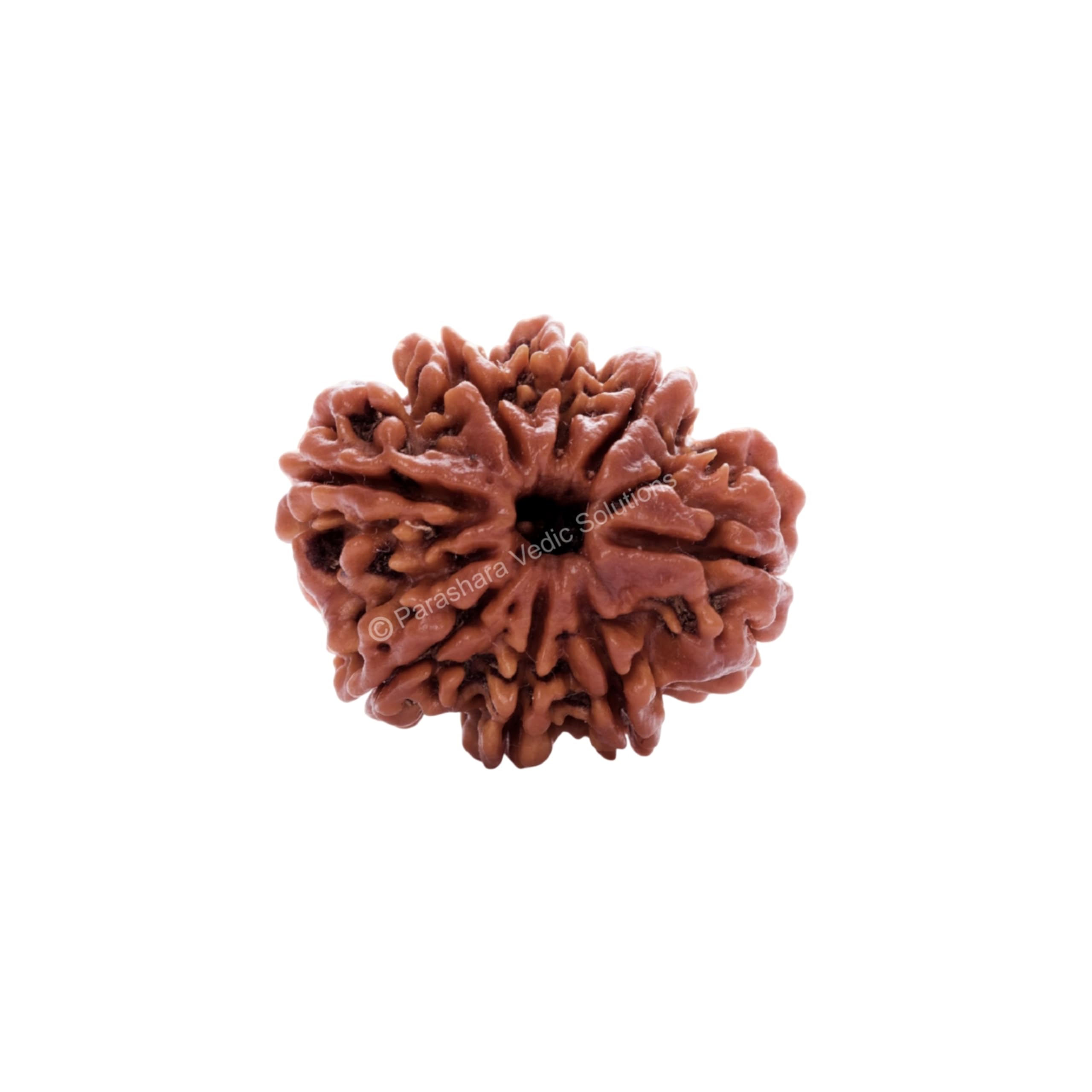 ARKAM Eight Mukhi Rudraksha Certified/Original Nepali 8 Mukhi Rudraksh/Natural 8 faced Rudraksha (Brown) with Certificate and Puja Instructions-image-26