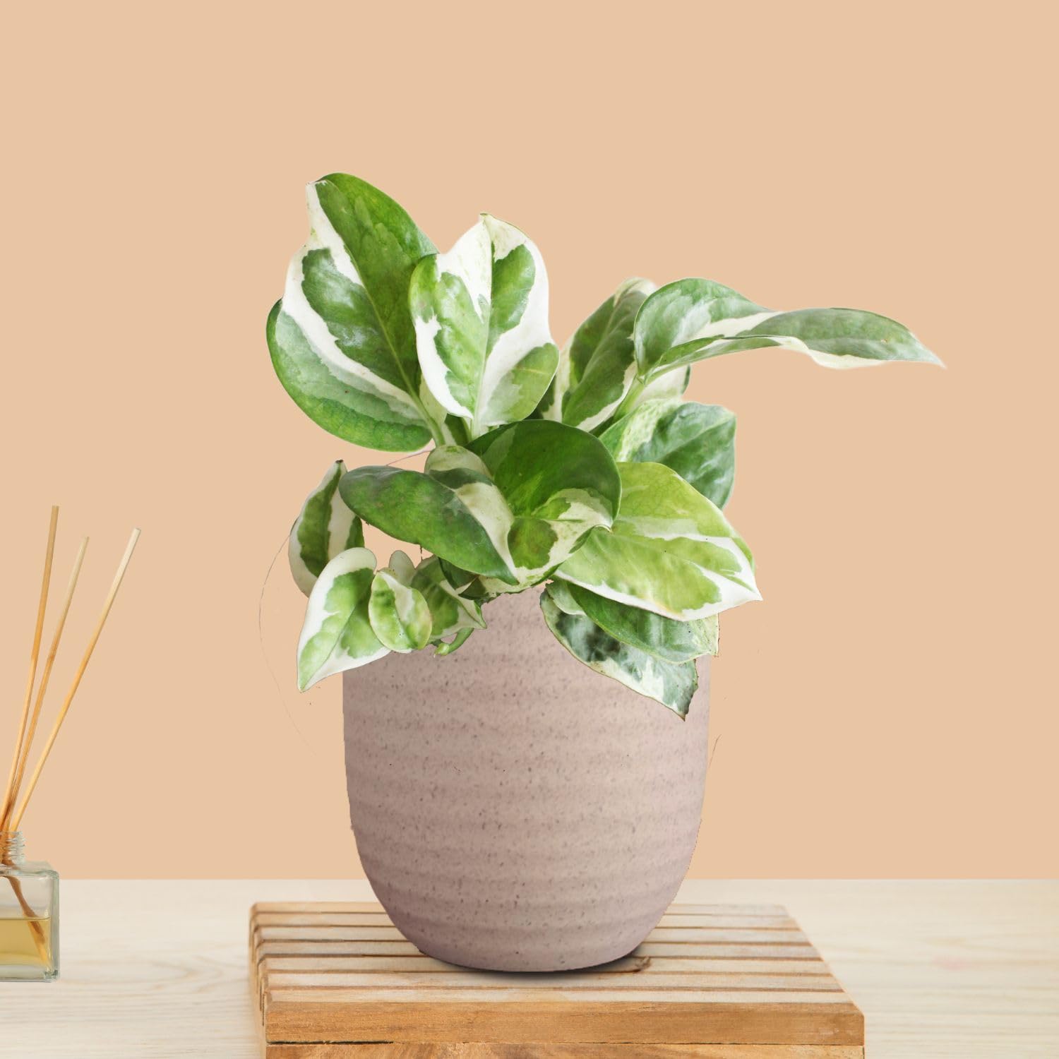 Greenkin Njoy Money Plant in Eco Pot | Live Plants | Indoor Plants for Living Room | Small Plants for Home Decor | Air purifying Indoor Plants (Beige) (B0CY9B8X7Y) Amazon Price History, Amazon Price Tracker