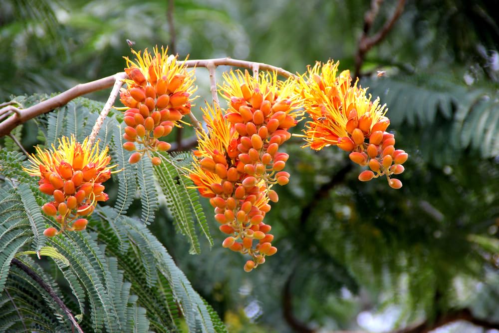 Amazon.com : 10 Seeds of Colville's Glory Tree for Bonsai