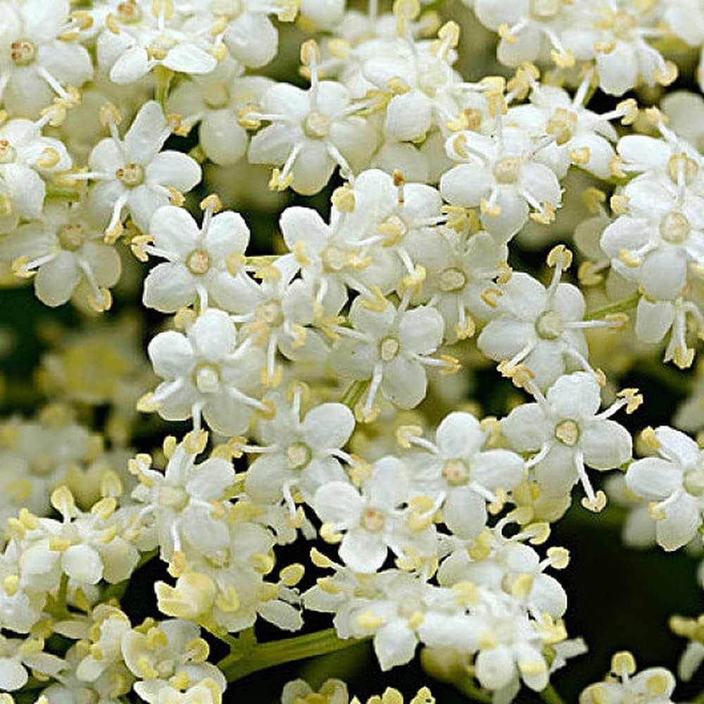 100 Piezas De Semillas De Saúco árbol De Hoja Caduca Perenne Floración De Flores Blancas Jardín Decorado Balcón Fácil De Plantar Disfrute Del Cómodo Paisaje Rural
