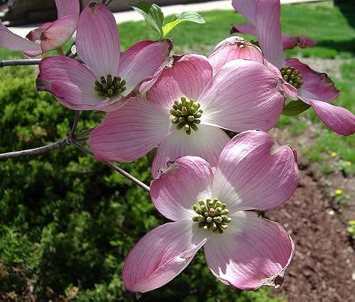 Generic 1 Pink Flowering Dogwood,Cornus Florida, pink,white