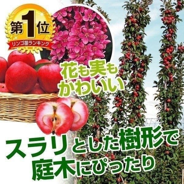Amazon.co.jp: リンゴ苗 バレリーナRツリー メイちゃんの瞳(R)PVP