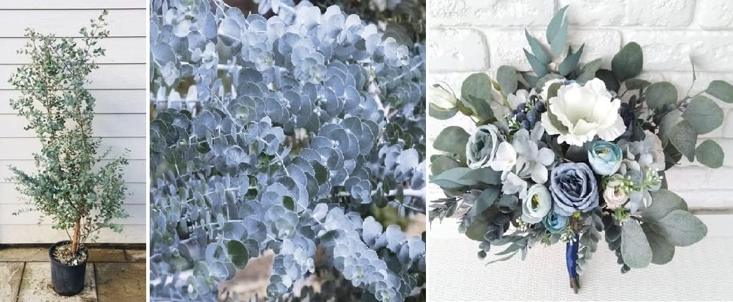 Cider Gum Seeds | Eucalyptus Gunnii | 15+ Seeds