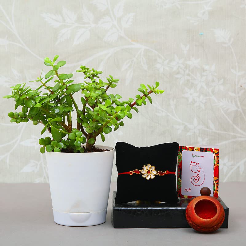 FlowerAura One Designer Kundan Fancy Rakhi With Luxurious Live Indoor plant Gifts For Brothers RakshaBandhan (Roli) (B0B432J1CF) Amazon Price History, Amazon Price Tracker