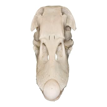 Skulls Unlimited Real Domestic Duck Skull A Quality