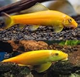 Neat&Tidy Gold Chinese Algae Eater (Pack of 6 Fish) - Live Fish for Aquarium Exotic Freshwater