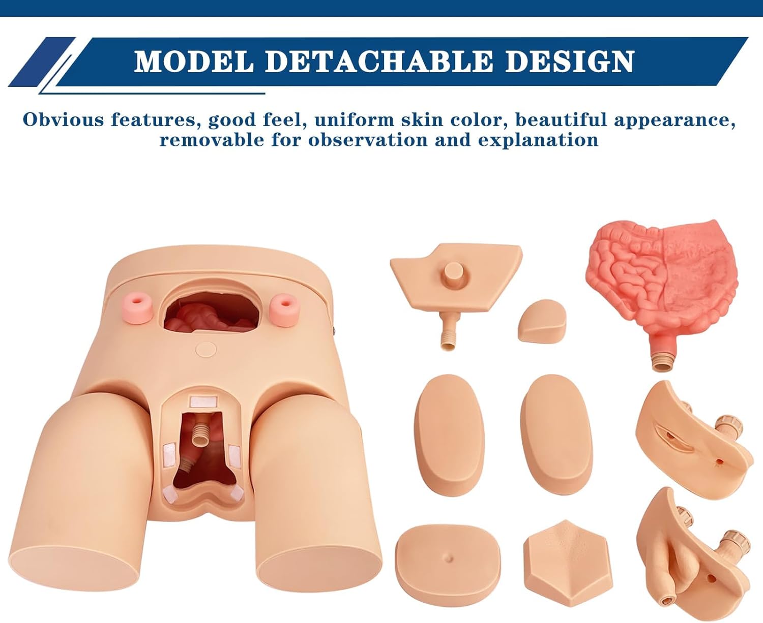 Catheterization Model Male Female Interchangeable, Nursing Practice Urinary Urethral Catheter Manikins PVC Teaching Catheter Model for Students Or Nurses Catheterization Simulator Kit