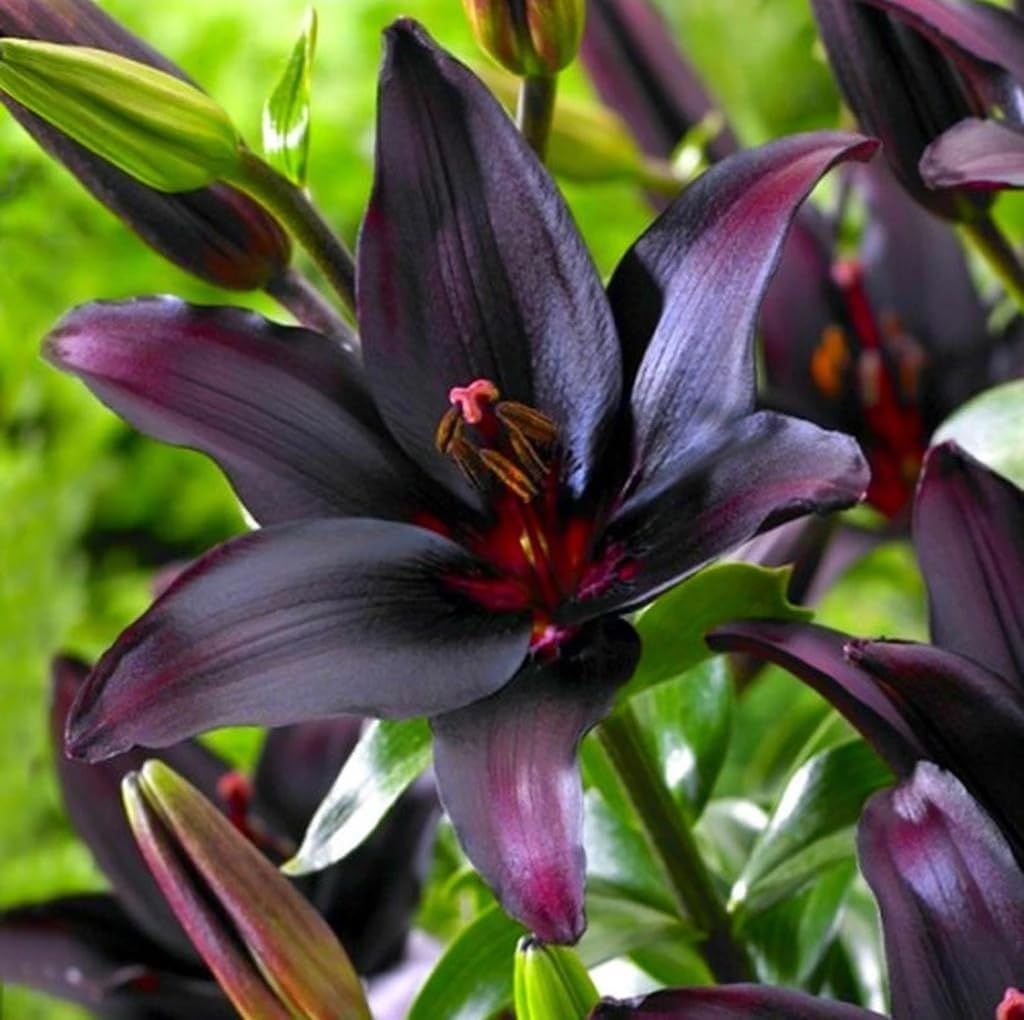 Blacklist Lily Bulbs - Deep Black Blooms, Lilium 'Blacklist' Asiatic Lily | Ideal for Summer Gardens - Easy to Grow Perennial Flower (12 Pack)