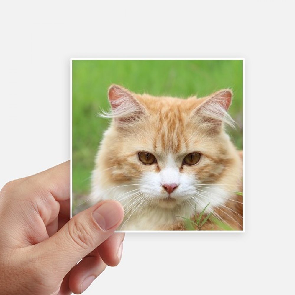 Stickers autocollants carrés motif chat jaune pour personnalisation universelle 8 pièces