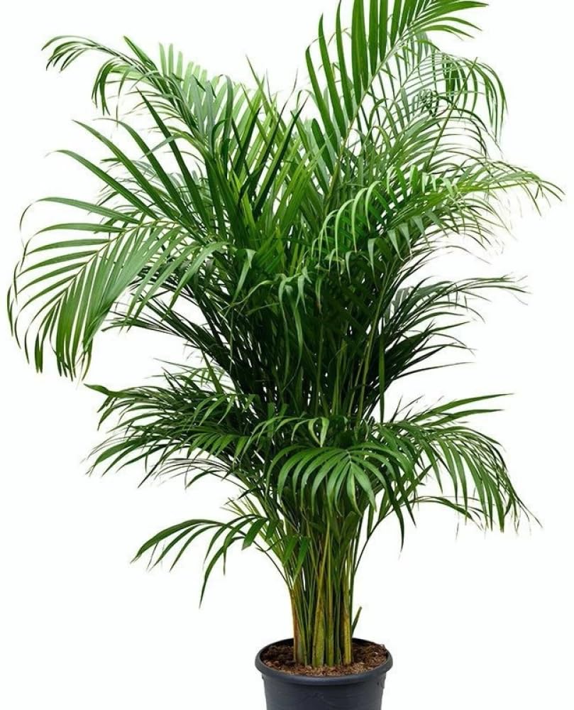 Erica palm live indoor plant (1 healthy live plant) pack of 1 (B0D8H5PR1V) Amazon Price History, Amazon Price Tracker