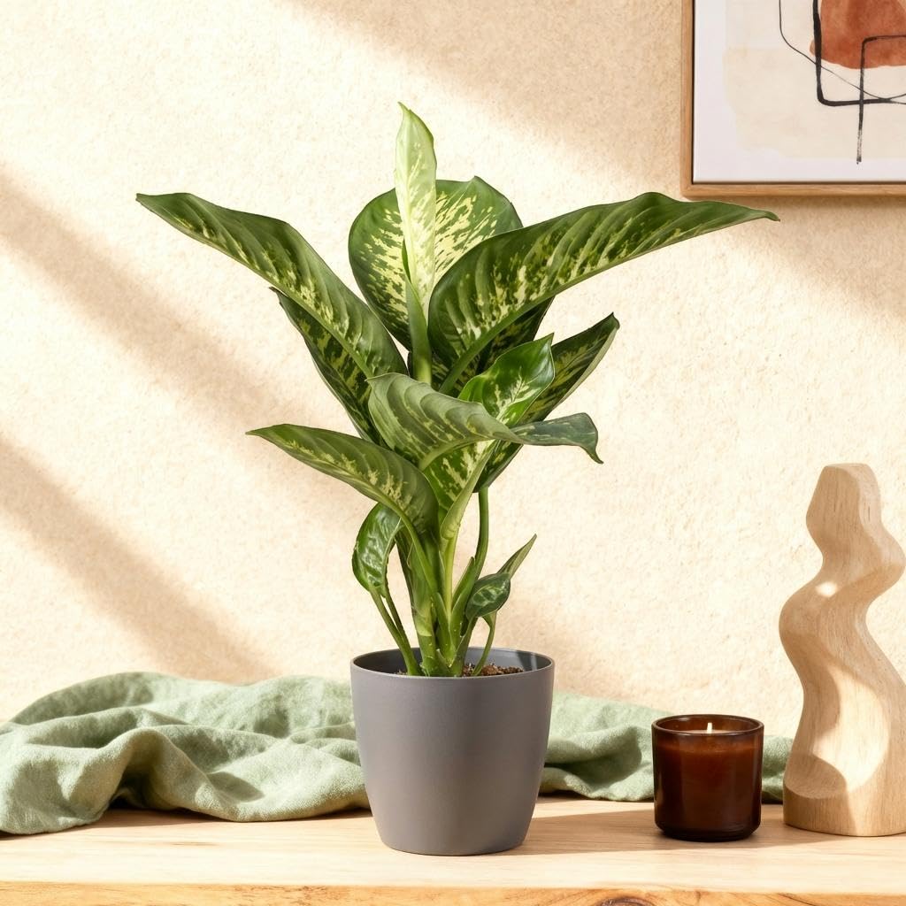 Dieffenbachia Tropic Snow roślina pokojowa z szarą doniczką, Ø 21 cm, wysokość 90-100 cm, łatwa w pielęgnacji, duża roślina zielona z biało-zielonym rysunkiem liści, do salonu, biura, sypialni