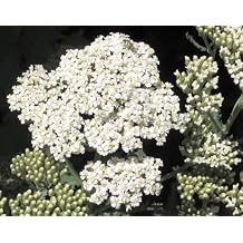 1000 White Yarrow Achillea Millefolium Flower Seeds