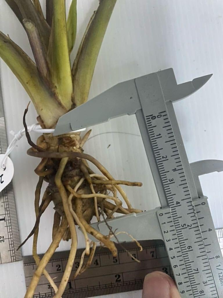 Amazon.co.jp: タッカ シャントリエリ苗 Tacca chantrieri(Black Bat