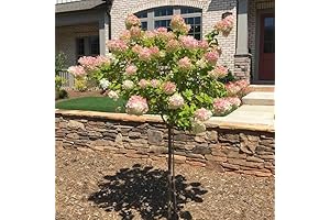 Brighter Blooms: Vanilla Strawberry Hydrangea, a Sweet Floral Symphony