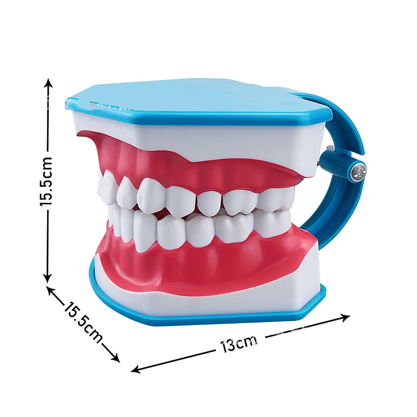 Modello Standard Per Studio Odontoiatrico, Modello Per Denti Dentali 2 Volte Grandi, Forniture Per Studio Odontoiatrico Per Bambini Con Lingua Rimovibile, Angolo Di Apertura Di 180°, Per Scuole