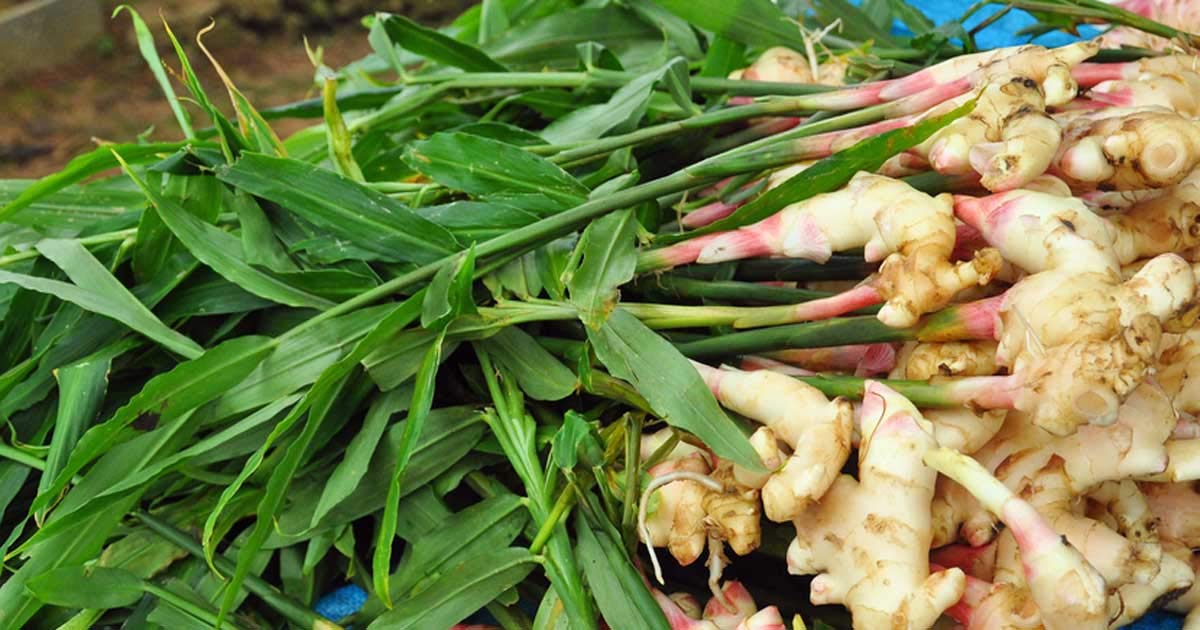 Ginger plant seeds, Seeds for ginger plant (10 seeds) (B0BZLG6MK6) Amazon Price History, Amazon Price Tracker