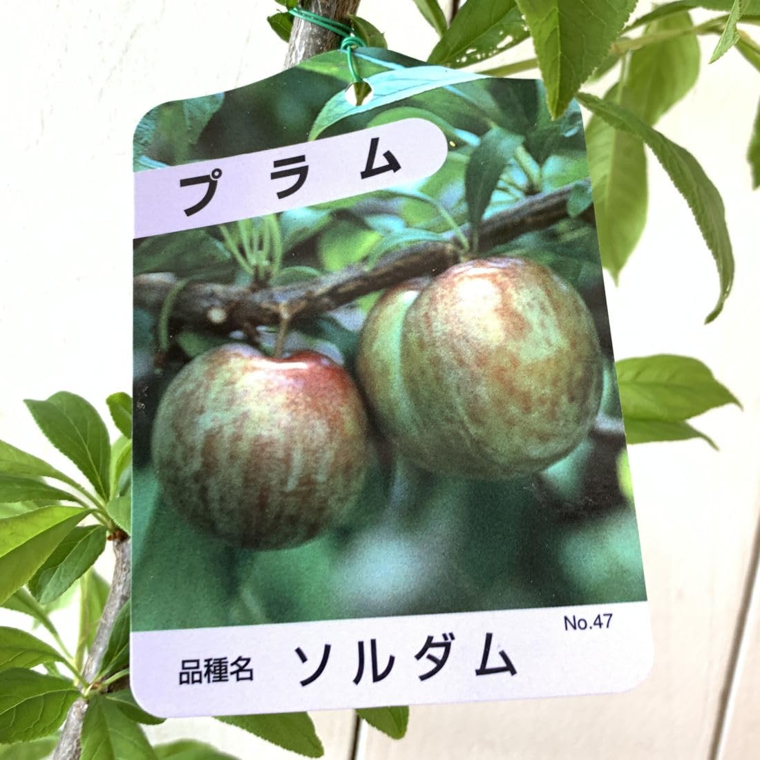 Amazon.co.jp: スモモ 苗木 ソルダム 12cmポット苗 すもも 苗 李 : DIY