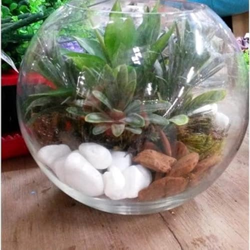 Vaso Aquário De Vidro Redondo 2,2 Litros Para Terrário