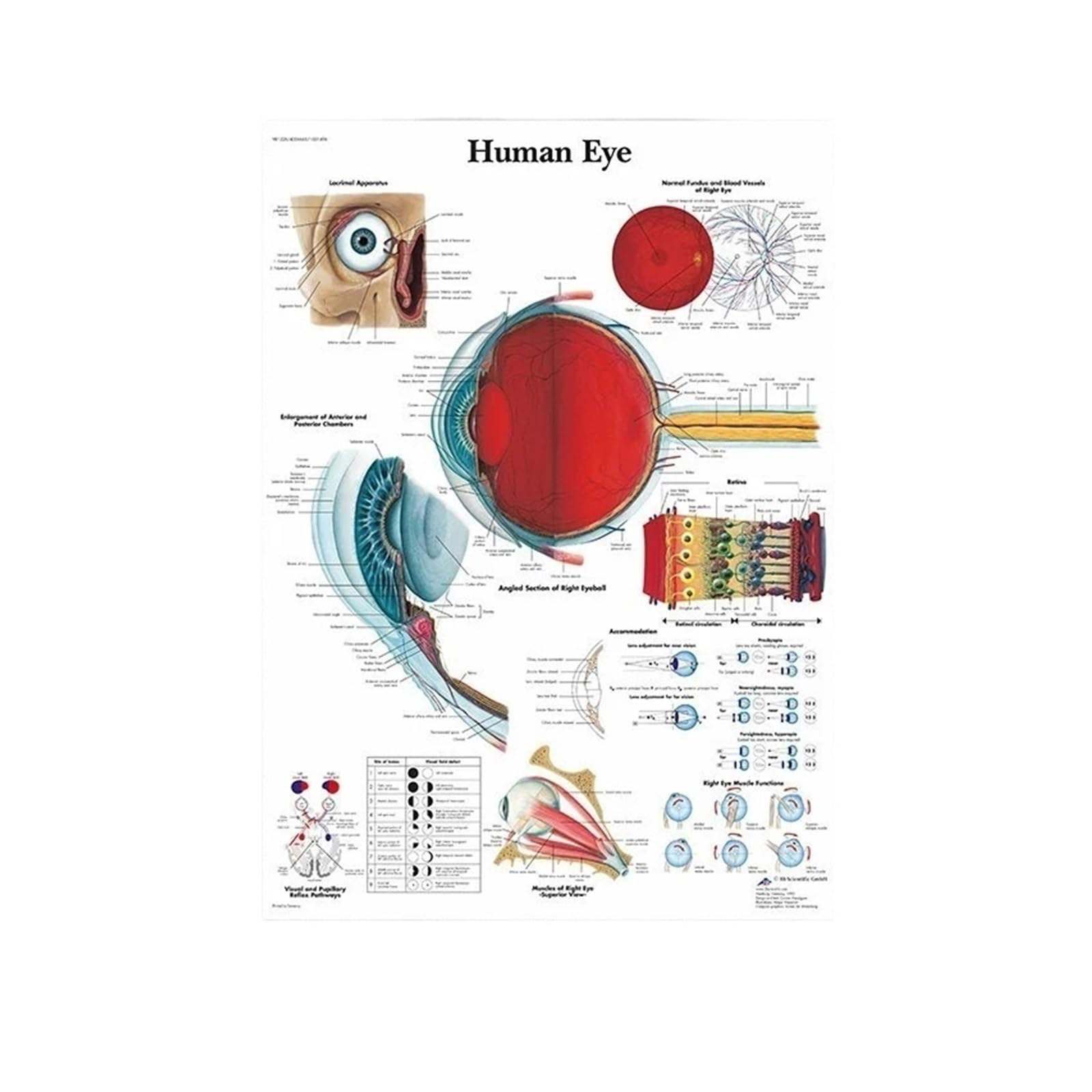 Affiche Système Musculaire et Anatomie des Yeux Humains Impression Toile Haute Définition