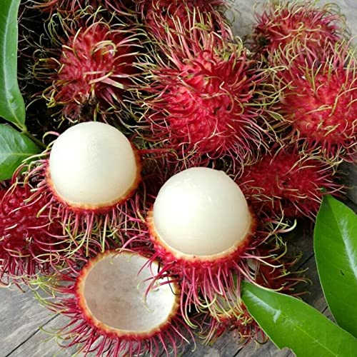 Paquete de 10 semillas de rambután litchi | Plántulas de Nephelium Lappaceum de crecimiento natural fresco para semillas de jardín 1 tamaño