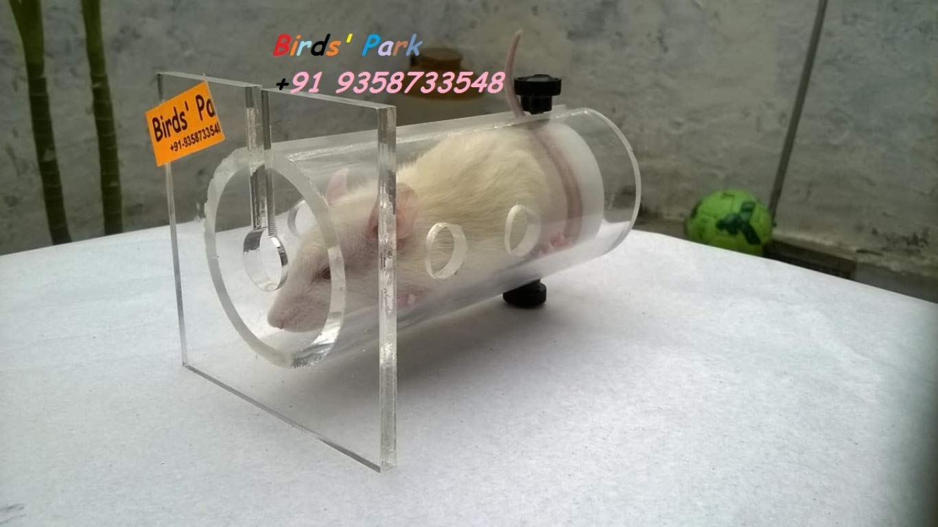 Retenue pour rats albino en acrylique Birds' Park lors du nettoyage de cage