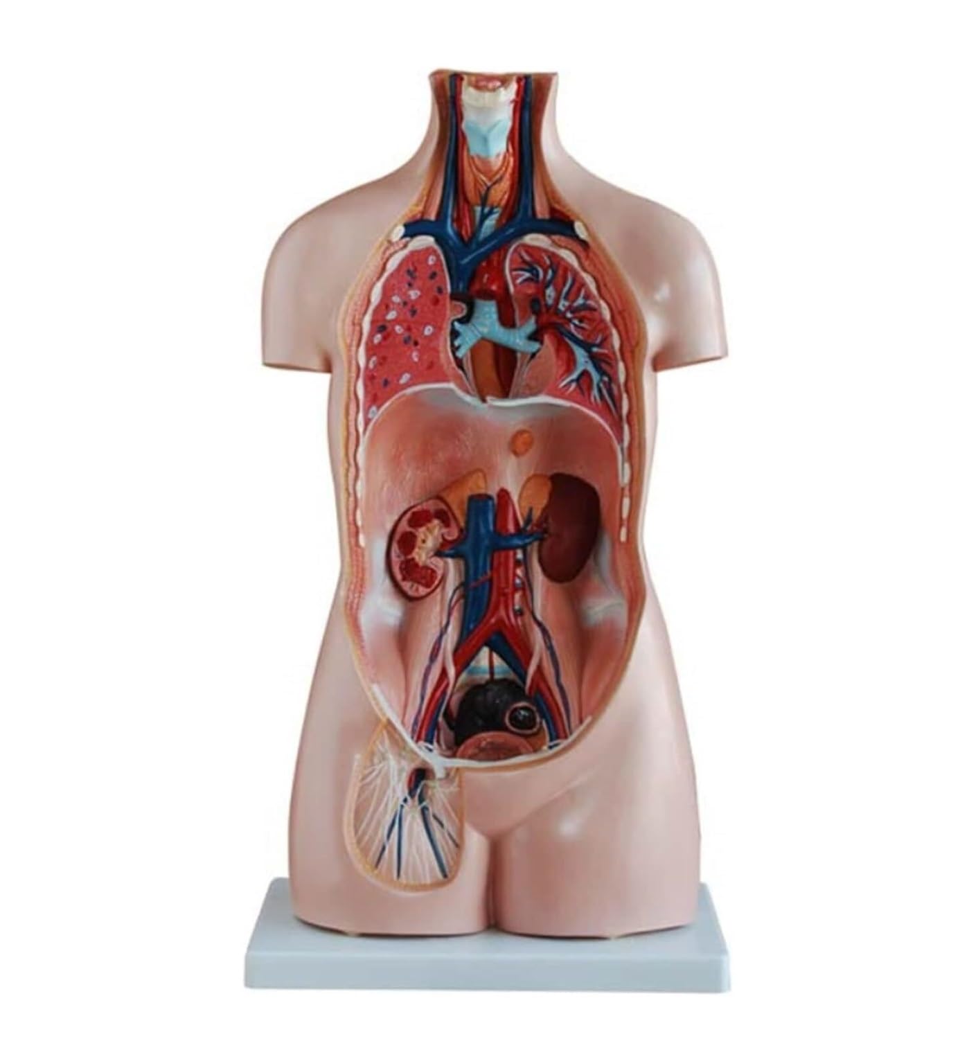 Scientifica Modello Esposizione Modello Di Anatomia Del Torso Umano 20 Parti Con Testa, Cuore E Base Espositiva Per Organi Rimovibili Per Educativo Per Uso Educativo