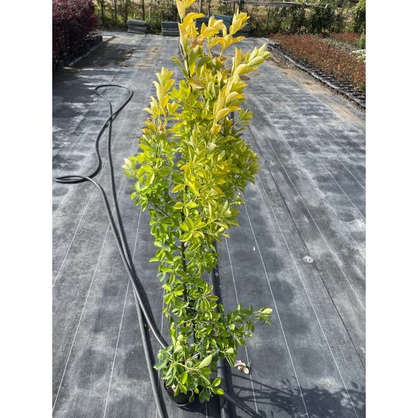 Amazon.co.jp: 【5本 セット】 生垣 オウゴンマサキ (黄金マサキ) 15.0