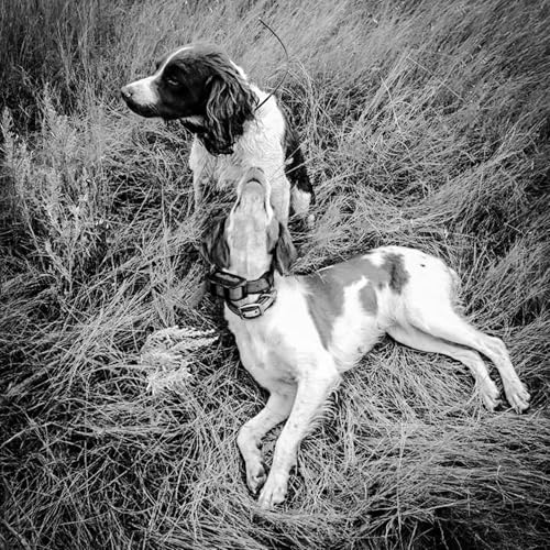 Dog PAIN Management cover art