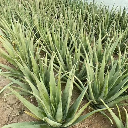 semillas suculentas bonsái jardín interior de aloe vera plantas verdes interior de fácil cuidado de plantas balcón orgánicas plantas suculentas en 80pcs