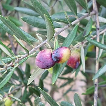 オリーブの大苗 nae01586_r01.jpg