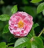 Kletterrose Kletterrose Kir Royal®® 30-60cm