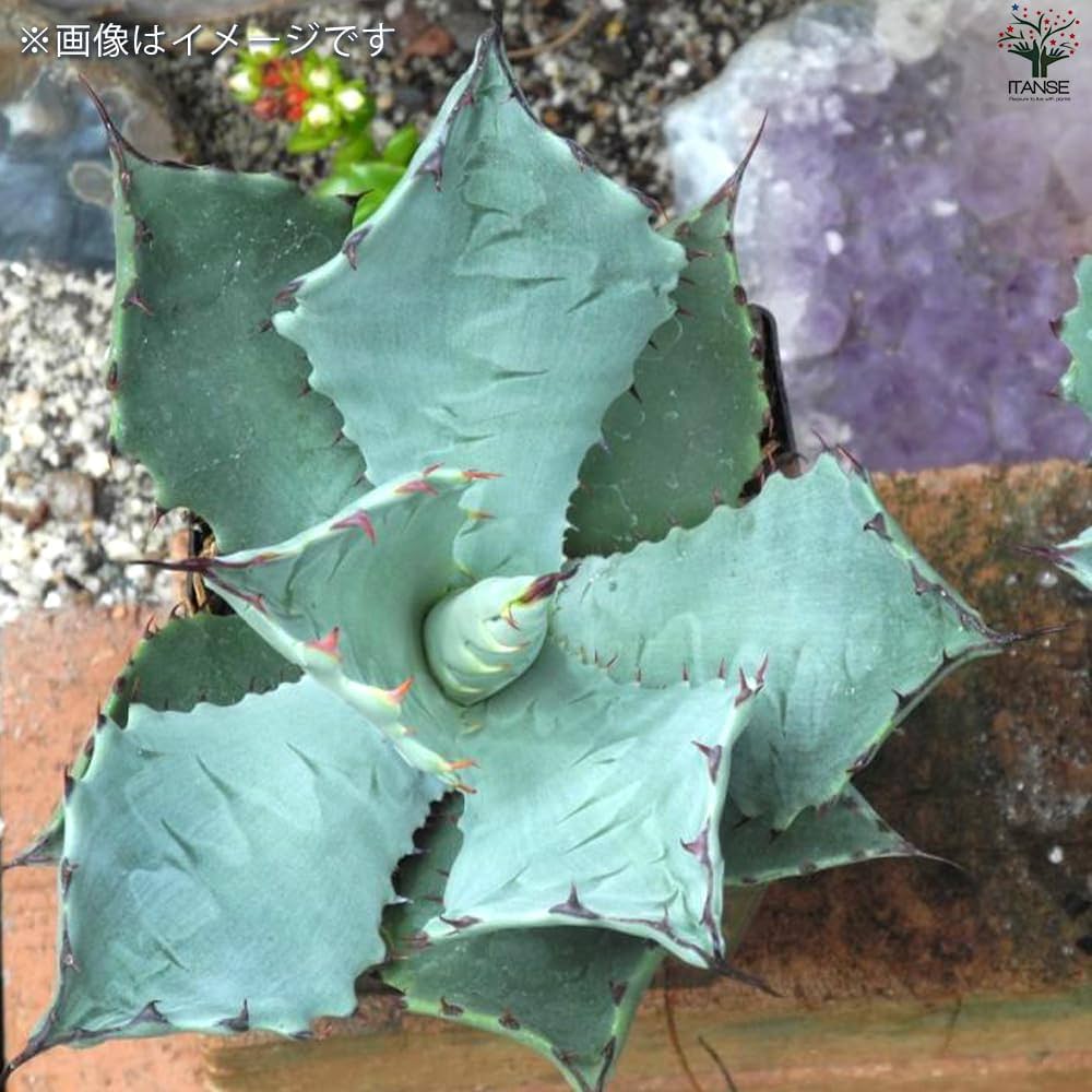 Amazon｜ITANSE アガベ テマカプリネンシス 2.5号1個売り【品種