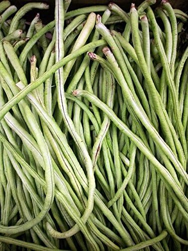 Long Beans/Lobia/Cow Pea Seeds - Desi Variety (Pack of 50 Seeds)