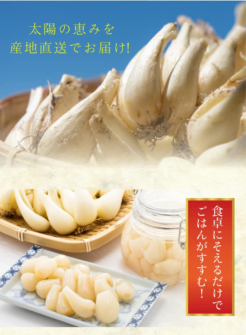 Amazon.co.jp: 減農薬 鳥取 根付 らっきょう 4.5キロ 玉系 らくだ系