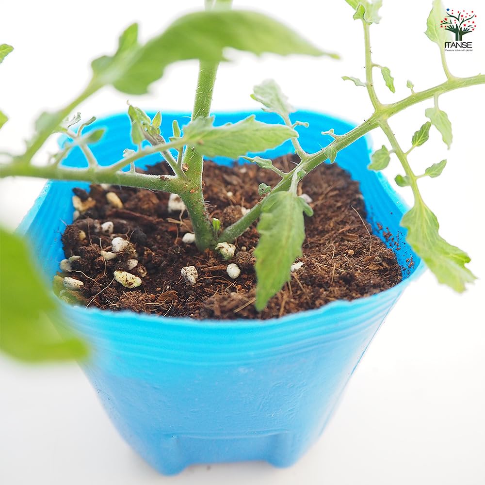 Amazon.co.jp: ITANSE 高糖度ミニトマト キャンディ