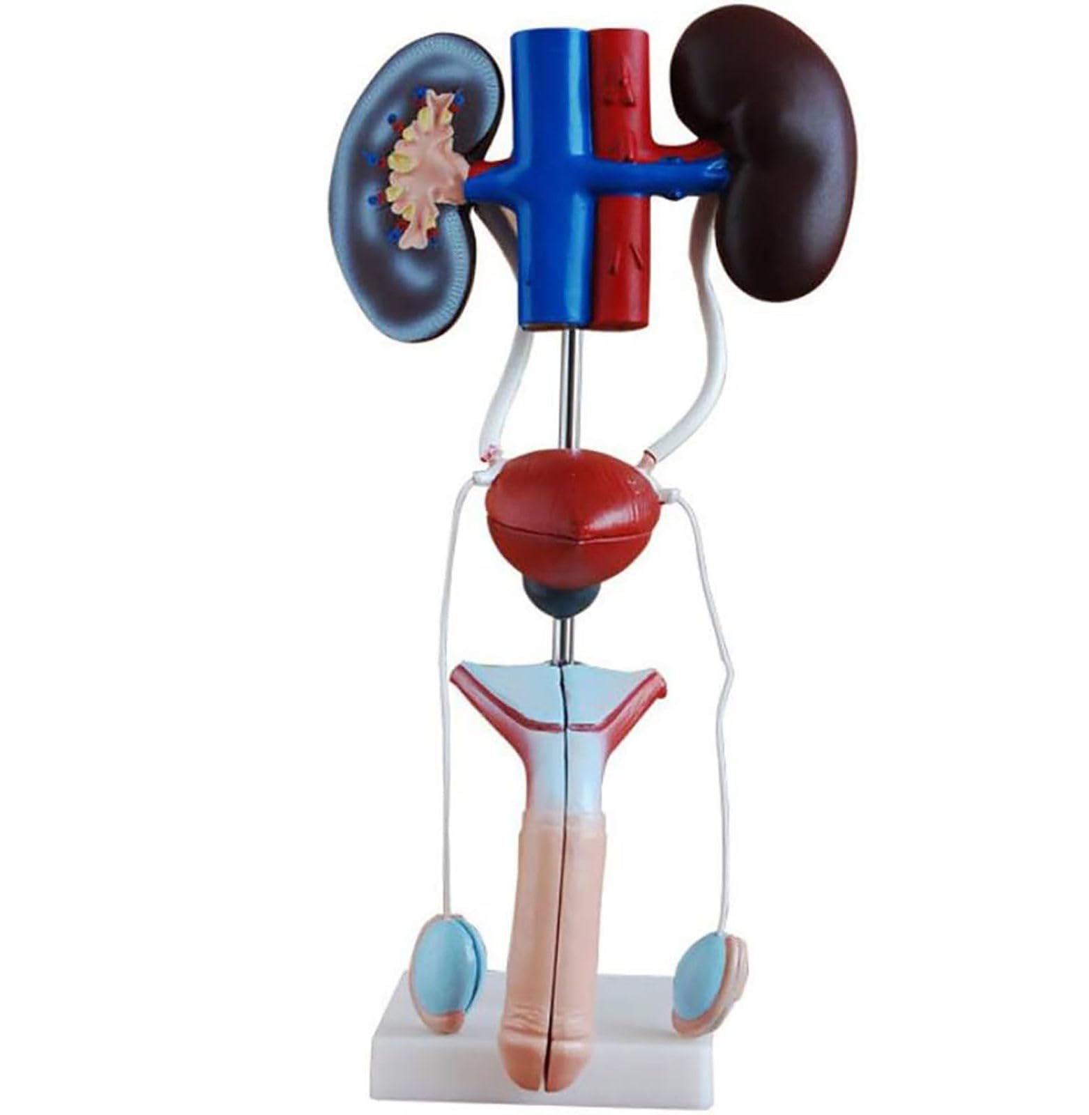 Modelo de urinario humano y sistema de anatomía genitourinaria masculina