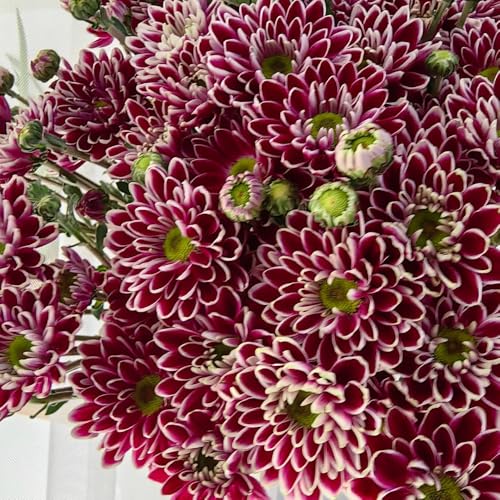 semi di margherita - appartamento esotiche perenni resistenti decorazione 900pcs