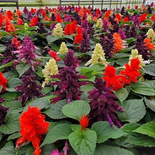 Image of Salvia Seeds - Colorful Garden Flowers for Pollinators, Easy to Grow, Long-Lasting Blooms (pack Of 50+ Seed)