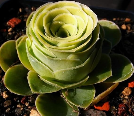 25 Seeds Aeonium Greenovia Aurea Mountain Rose Seeds, Rare Succulent Plant
