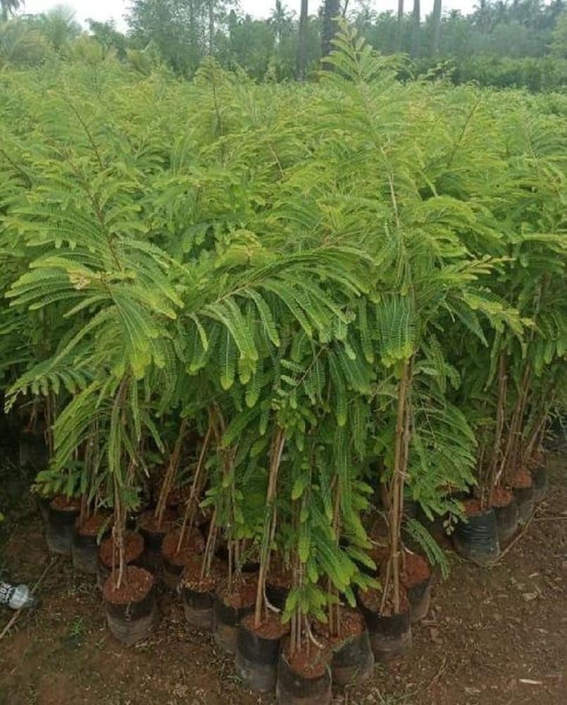 See full amazon price history chart for bhumi amla plant // Plant saplings (Pack of 1) bhumi amla plant // Plant saplings (Pack of 1) (B0CNZZ5CCZ) Amazon Price History, Amazon Price Tracker