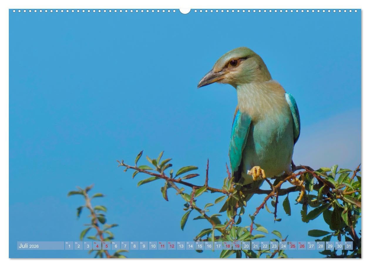 Geliebtes Federvieh (Wandkalender 2026 DIN A2 quer), CALVENDO Monatskalender: Eine Sammlung von Vogel-Fotografien, unterschiedlicher Arten und Familien. (CALVENDO Tiere)