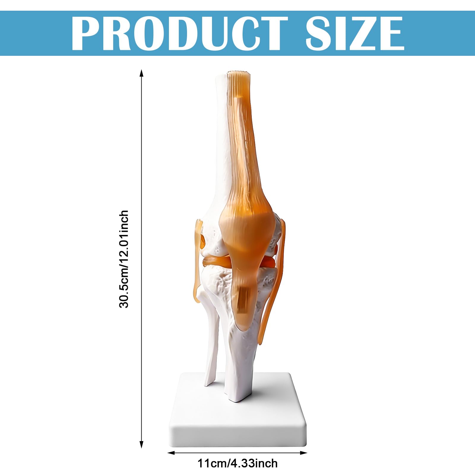 Modèle d'articulation du genou humain, squelette de 30,5 cm de hauteur, modèle fonctionnel humain, avec ligament, taille réelle pour l'enseignement médical, outils d'apprentissage et