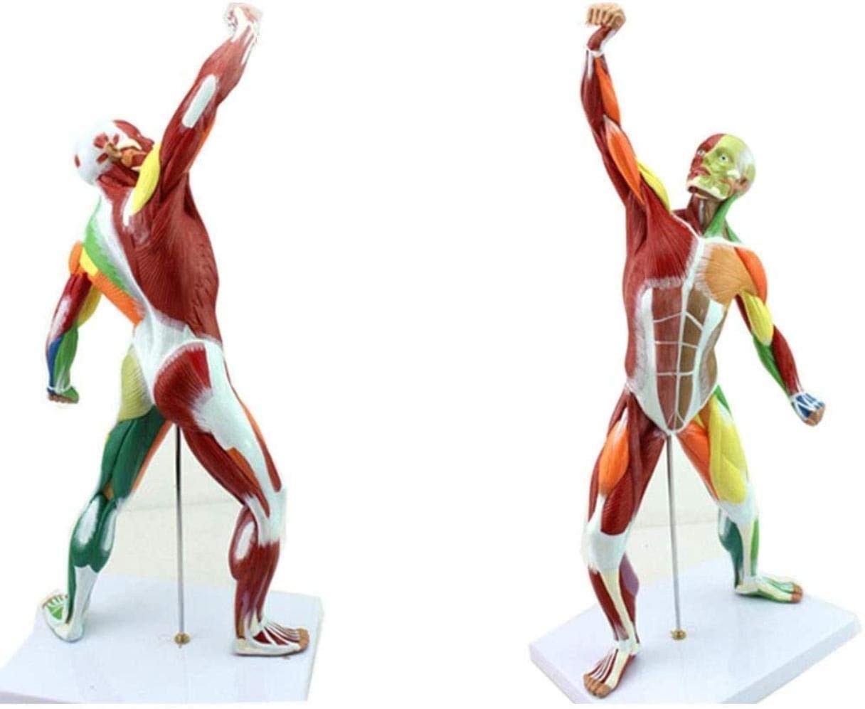 Manuales Modelo médico y Entrenamiento de los músculos Superficiales 50cm Modelo de anatomía Humana Torso Humano Torso Movimiento Modelo Modelo anatómico, Pinturas, 50 centímetros,peint,50cm