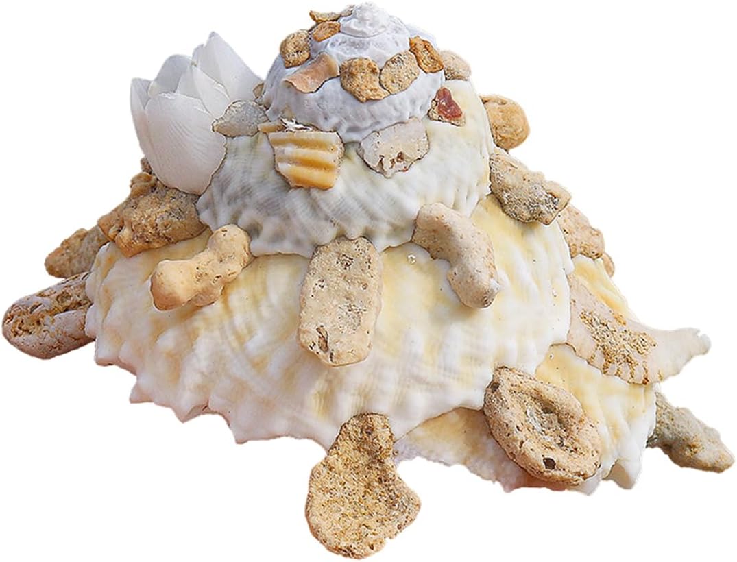 Natural Sea Beach Seashells,Huge Ocean Conch, Natural Sea Shells, Ocean Conch 8Cm Seashells Perfect for Wedding Decor Beach Theme Party, Home Decorations