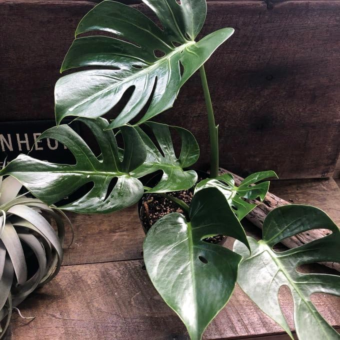 monstera deliciosa compacta monsteradeliciosa compacta dwarf small
