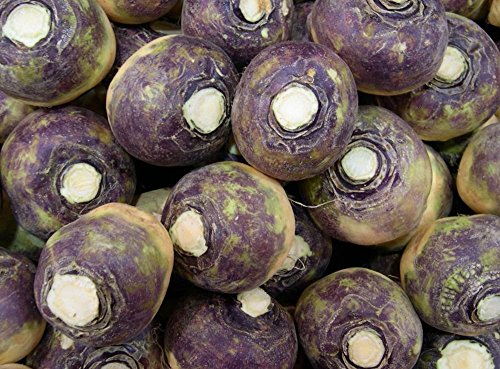 seedsown - Semillas Rododendro Macrophyllum