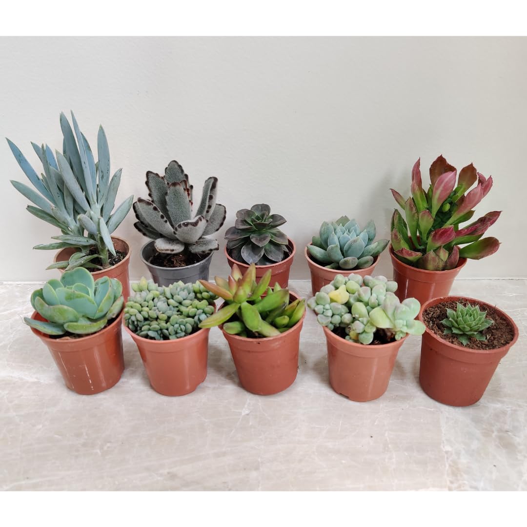 CAPPL Assorted Live Succulent Plants, Small, Pack of 10 (B09MQKK9YZ) Amazon Price History, Amazon Price Tracker
