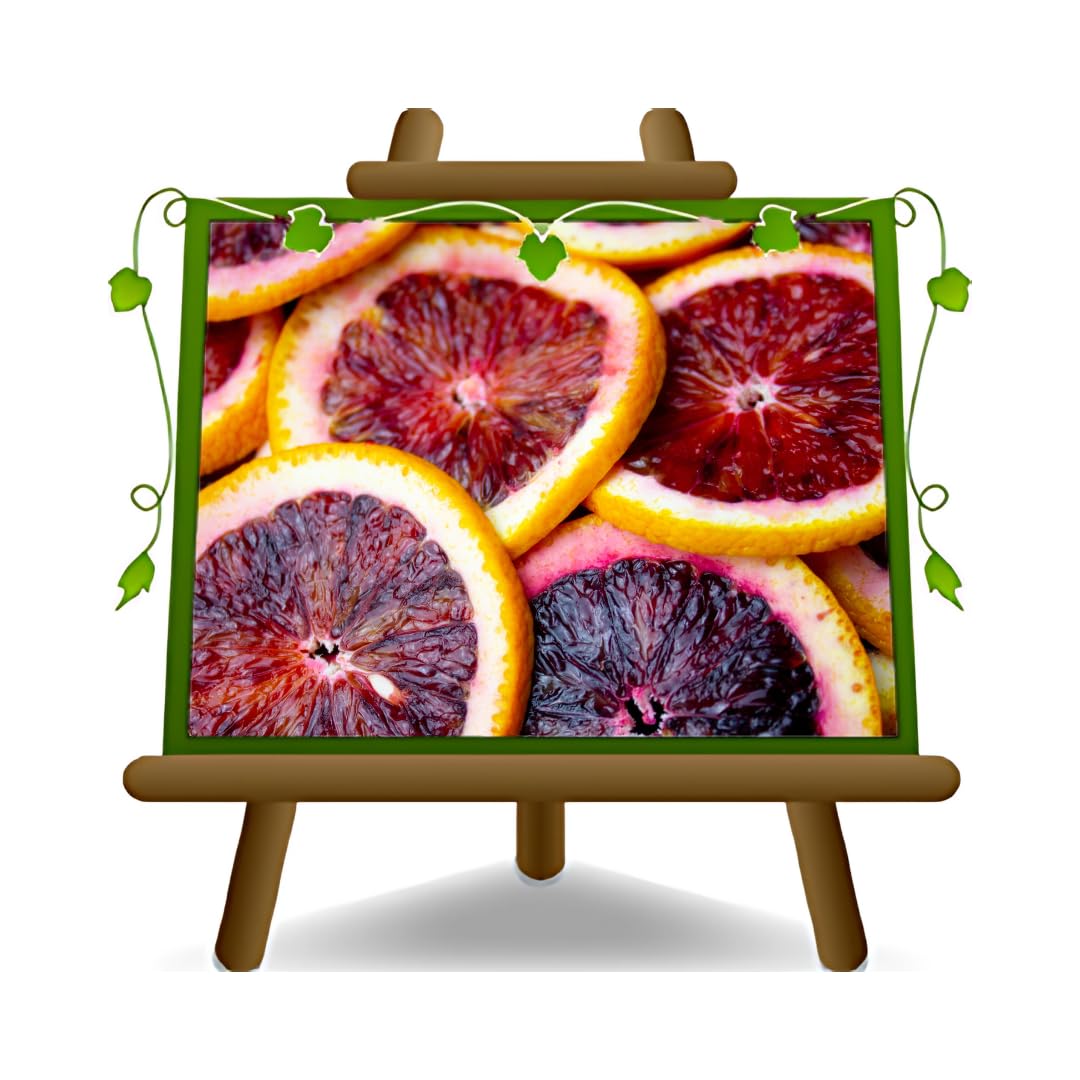 Agrumes Orange Sanguinello fruit à pulpe rouge Plante Fruitière pot 35 cm