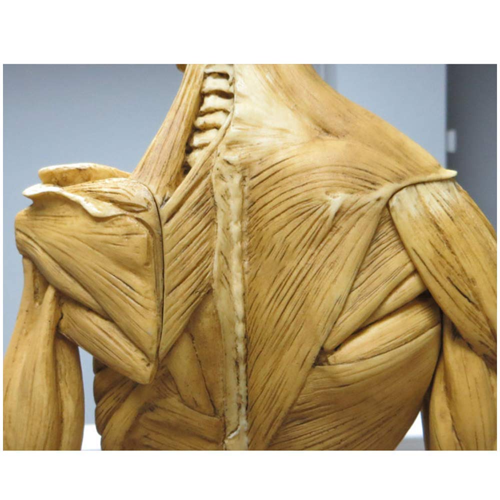 Figure d'anatomie Masculine - Modèle Anatomique de Squelette d'os de Muscle de Corps Humain de 23 Pouces - Modèle de Peinture Anatomique de Squelette Humain pour l'étude de Dessin d'artiste